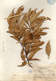中文種名:三斗石櫟