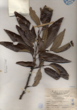 中文種名:栓皮櫟