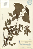 中文種名:菱葉捕魚木