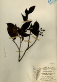 中文種名:錫蘭玉心花