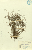 中文種名:扁穗莎草