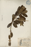 中文種名:蘭嶼念珠藤