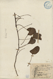 ǦW:Ipomoea pescaprae (L.) Sweet subsp. brasiliensis (L.) Ooststr.