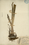 ǦW:Typha domingensis Pers