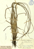 ǦW:Carex boottiana Hook. et Arn.