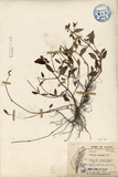 ǦW:Prunella vulgaris Linn.