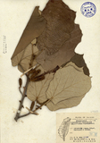 ǦW:Pterospermum aceriflium Will.
