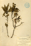 中文種名:厚葉柃木