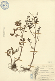 ǦW:Cuphea balsamifolia