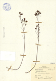 ǦW:Hypericum nagasawai Hayata