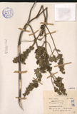ǦW:Leuoas mollissima Wall.
