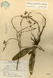 ǦW:Phalaenopsis riteiwanensis