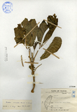 ǦW:Melicope triphylla (Lam.) Merr.