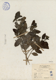 ǦW:Clerodendron neriifolium Wall.