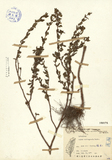 ǦW:Cuphea carthagenensis (Jacq.) Macbrids