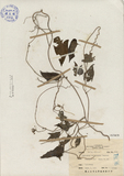 ǦW:Cynanchum taiwanianum/Yamazaki/