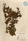 ǦW:Rubus dalichocephalus Hay.