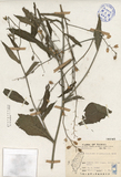 ǦW:Nicotiana trigonophylla Dunal