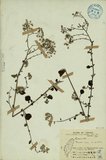 中文種名:小花斑鳩菊