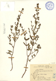 ǦW:Cuphea cartagenensis (Jacq.) Macbrids