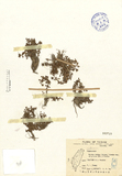 ǦW:Rotala india (Willd.) Koehne var. uliginosa (Miq.) Koehne