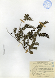 中文種名:小葉黃鱔藤