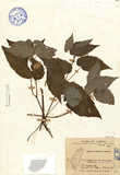 ǦW:Begonia buimontana Yamamoto