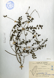 中文種名:小葉黃鱔藤