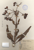 ǦW:Bryophyllum sp.