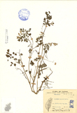 中文種名:台灣黃菫