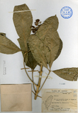 ǦW:Melicope merrillii (Kaneh. et Sasaki ex Kaneh.) Liu et Liao