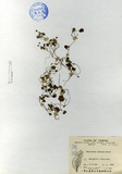 ǦW:Hydrocotyle setulosa Hayata