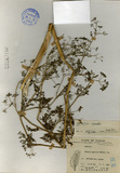 ǦW:Torilis japonica (Houtt.) DC.