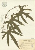 ǦW:Trichosanthes bractea (Lam.) Voigt.