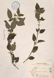 ǦW:Teucrium viscidum Blume