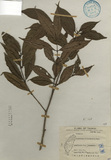 ǦW:Lasianthus obliquinervis Merr.