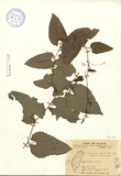 ǦW:Trichosanthes cucumeroides (Sep.) Maxim. ex Fr. et Sav.
