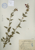 ǦW:Salvia cocoinea L.