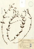 ǦW:Hypericum erctum Thunb. ex Murray