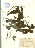 ǦW:Trichosanthes bracteata (Lam.) Voigt