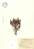 ǦW:Hypericum erectum Thunb. ex Murray