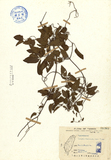ǦW:Clematis floribunda (Hay.) Yamam.