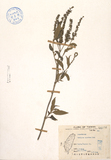 ǦW:Buddleia asiatica Lour.