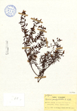 ǦW:Hypericum pseudopetiolatum R. Keller