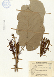 ǦW:Pterospermum niveum Vidal