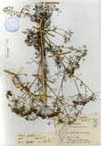 ǦW:Coriandrum sativum Linn.