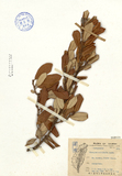 ǦW:Elaeagnus macrophylla Thunb.