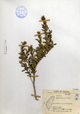 ǦW:Buxus harlandii Hance