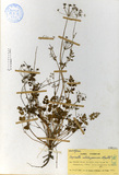 中文種名:玉山茴香