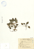 ǦW:Viola nagasawai Makino & Hayata